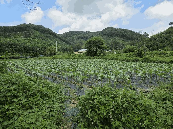 충북 음성군 원남면 덕정리 56 전 경매 물건 사진
