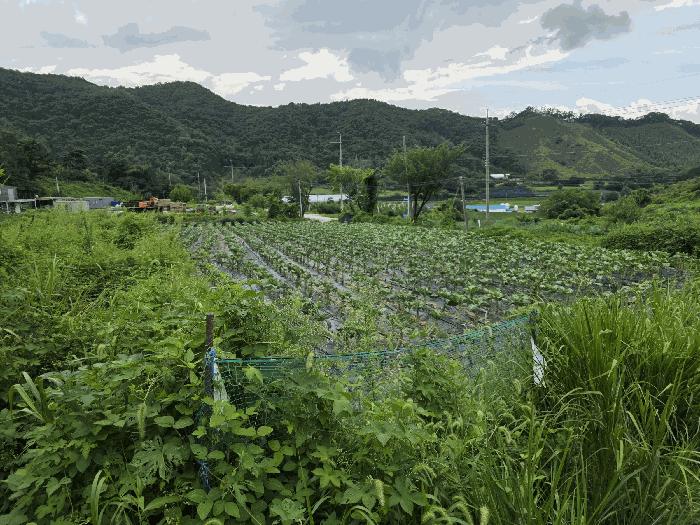 충북 음성군 원남면 덕정리 56 전 사진 3