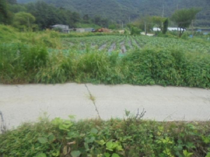 충북 음성군 원남면 덕정리 56 전 사진 5