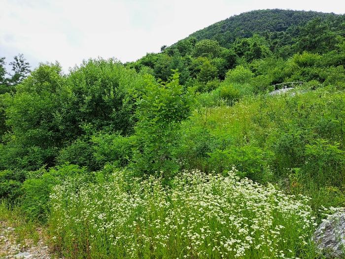 충북 제천시 덕산면 도전리 1038 임야 사진 3