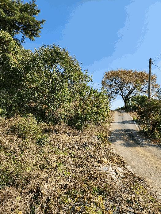 충북 음성군 금왕읍 육령리 산81-3 임야 경매 물건 사진