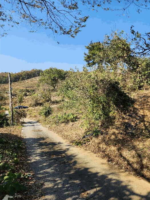충북 음성군 금왕읍 육령리 산81-3 임야 사진 2