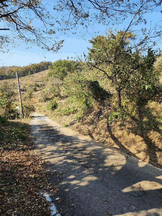 충북 음성군 금왕읍 육령리 산81-3 임야 사진 4