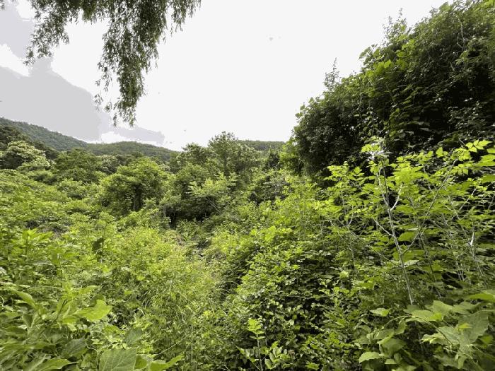 충북 옥천군 군북면 증약리 산18-3 임야 경매 물건 사진