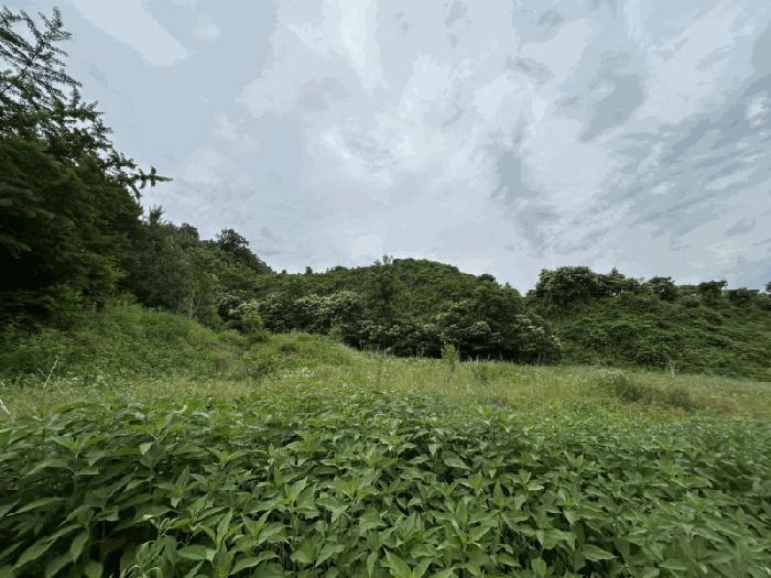 충북 옥천군 군북면 증약리 산18-3 임야 사진 2