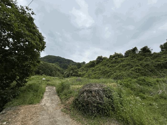 충북 옥천군 군북면 증약리 산18-3 임야 사진 3