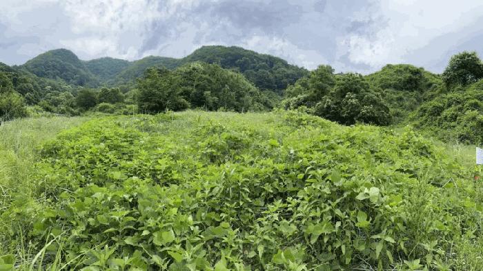 충북 옥천군 군북면 증약리 산18-3 임야 사진 6