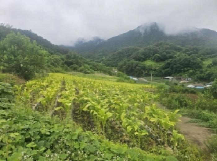 충북 단양군 영춘면 사이곡리 335 전 사진 3