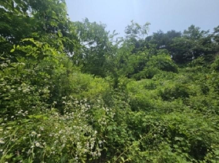 충북 단양군 적성면 상원곡리 43 전 사진 3